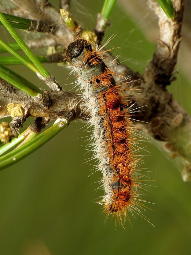 Article 1_768px-Pine_Processionary-moth_Caterpillar_(31406239183)