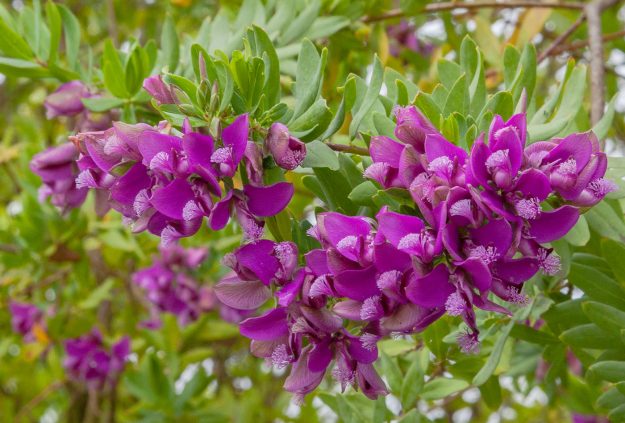 Polígala_de_hoja_de_mirto_(Polygala_myrtifolia),_Setúbal,_Portugal,_2012-05-08,_DD_02