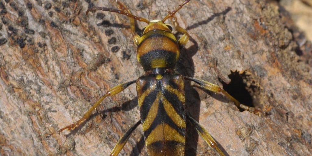 foto 8_Xylotrechus estudi 1