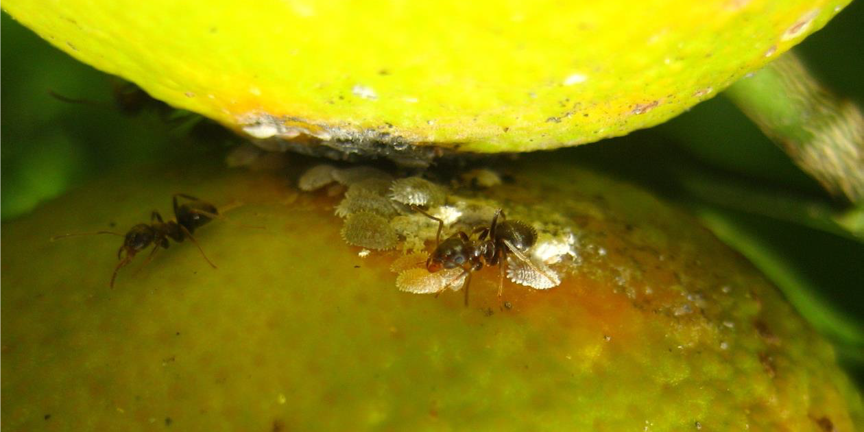 article formigues cotonet