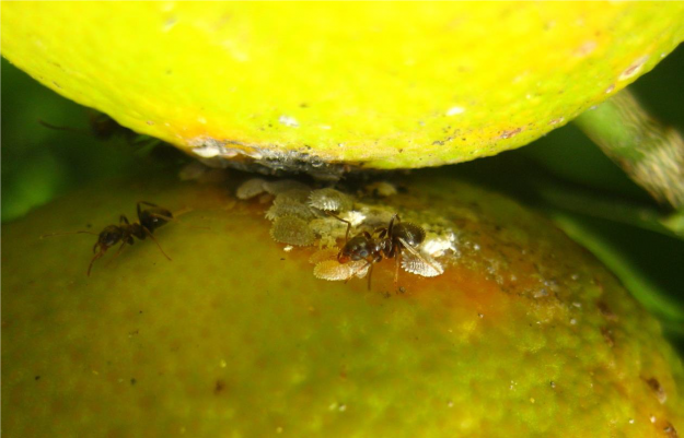 article formigues cotonet