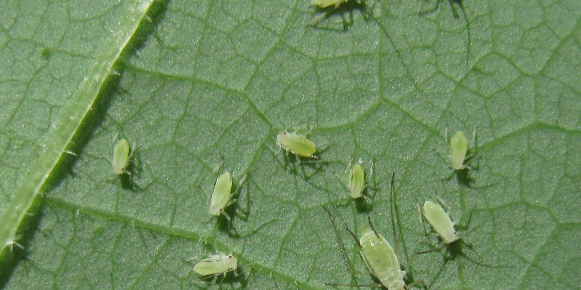 Illinoia_liriodendri,_group