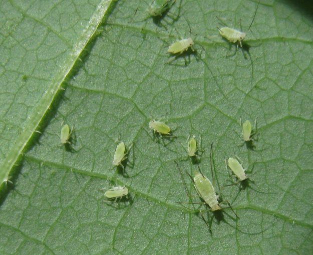 Illinoia_liriodendri,_group