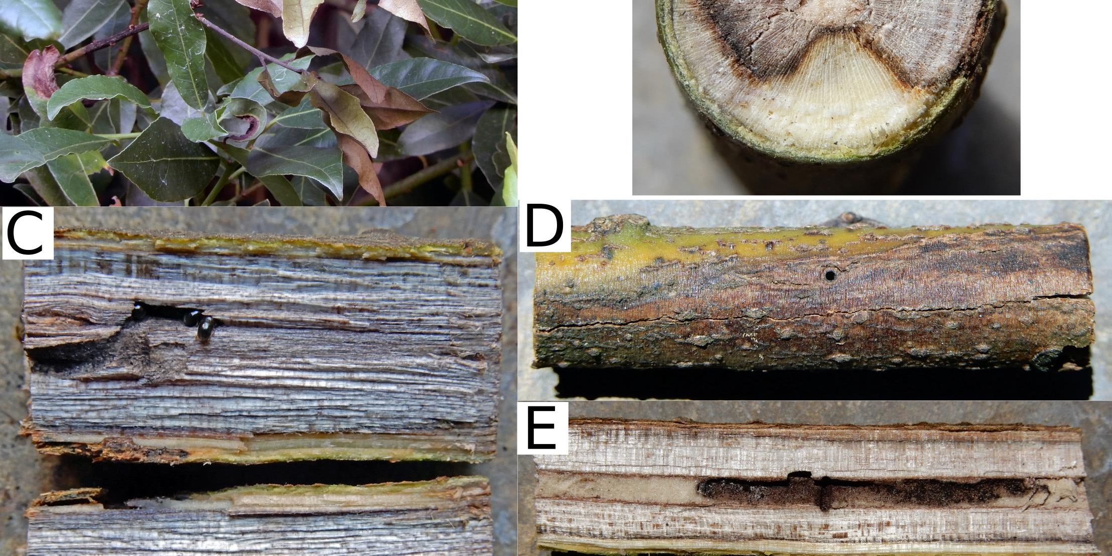 Foto xylosandrus Josep Maria Riba