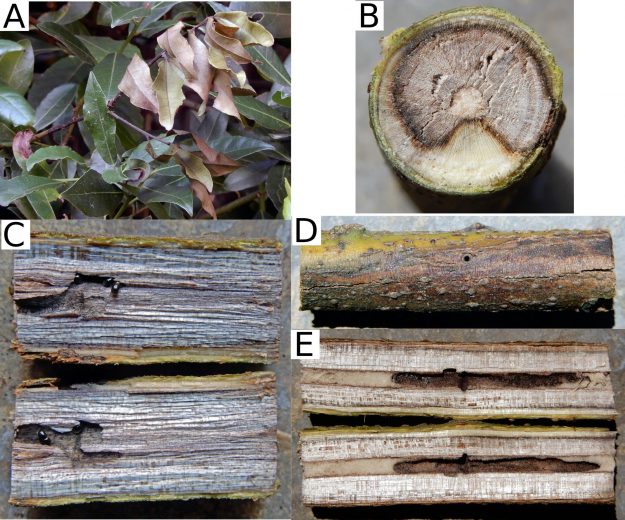 Foto xylosandrus Josep Maria Riba