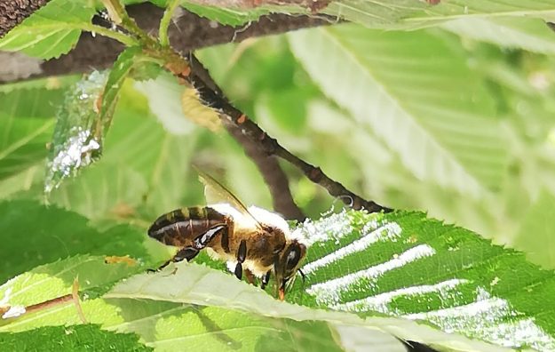 foto-melassa-abelles_sandra