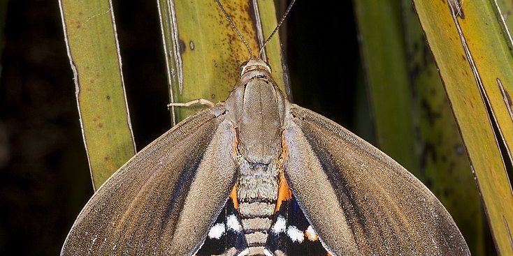 Paysandisia archon MHNT Dos Vif Fronton