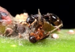 _1-s2.0-S1049964422001979-gr3