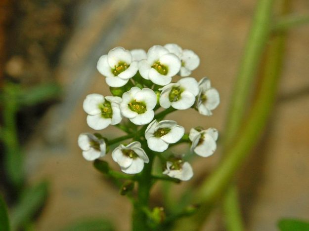 800px-Brassicaceae_-_Lobularia_maritima-3