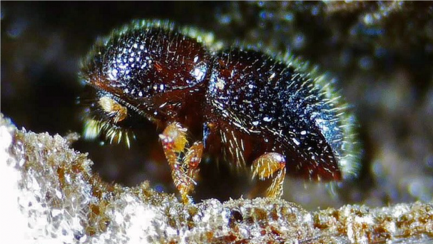 foto xylosandrus article(1)