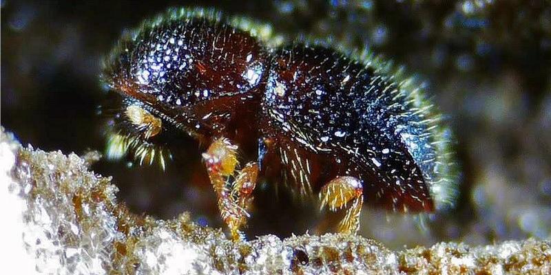 foto xylosandrus article(1)